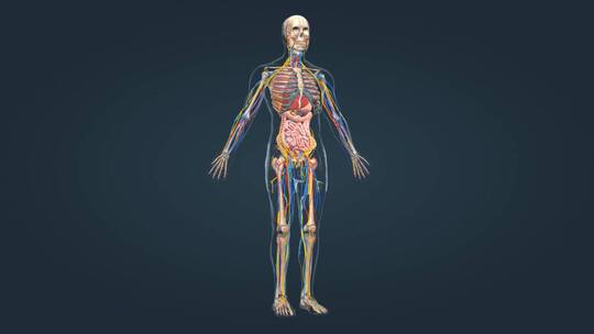医学人体骨骼骨架神经系统三维动画