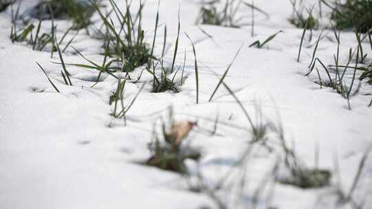 冬天小麦植物与雪覆盖农民的田地的电影镜头