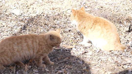 户外地面上的两只猫咪