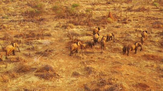 航拍大草原上的一群非洲象