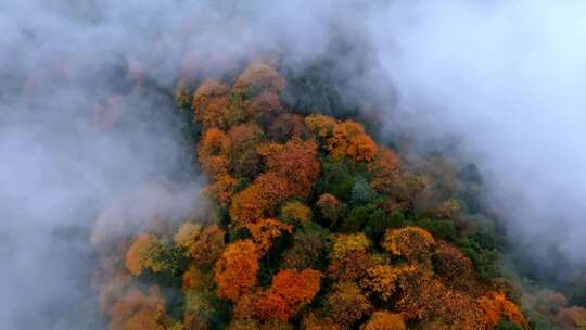 高清实拍眉山洪雅瓦屋山森林