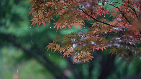 秦岭森林大自然流水滴水树林山泉水自然山川