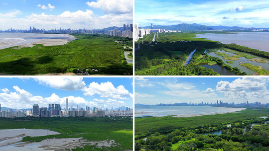 深圳福田红树林生态公园