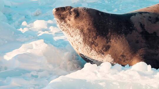 海豹在冰川上向前爬视频素材模板下载
