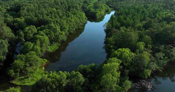 绿色生态环境河流森林湿地风景