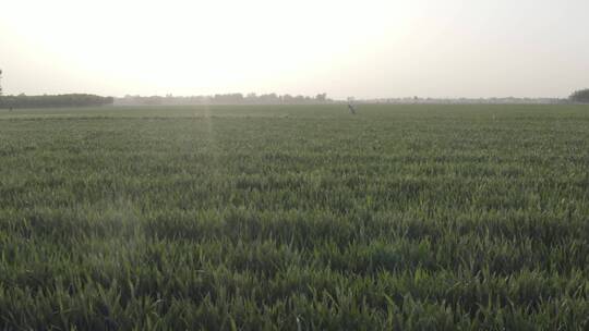 丰收的麦田小麦农民耕种农业粮食麦子麦粒视频素材模板下载