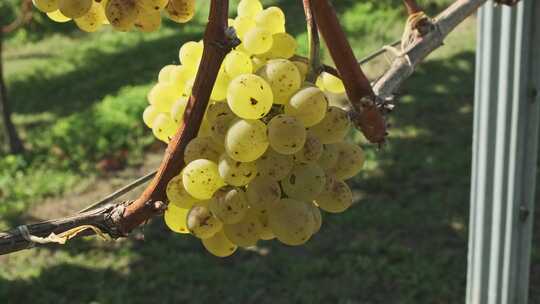 葡萄园中一些白葡萄酒葡萄的特写镜头