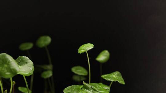 积雪草植物