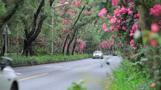 开满鲜花的公路，深圳香山中街车流