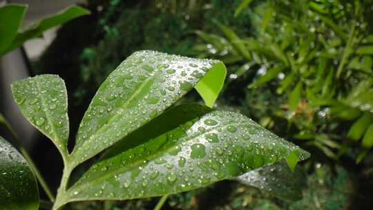 微距人造绿植雨水