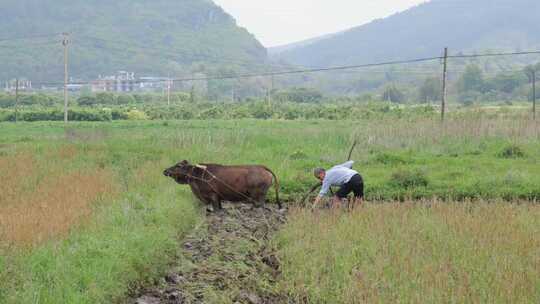 牛在田间耕地的场景 牛犁田