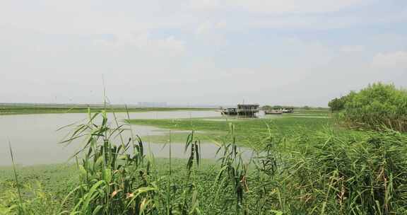 长荡湖湿地湖水飞鸟美丽风光