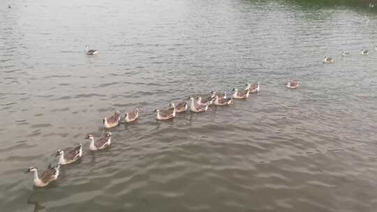 成群结队湖中游泳的鹅