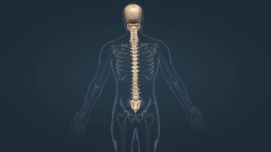 医学人体骨骼骨架脊柱侧弯脊柱疾病三维动画