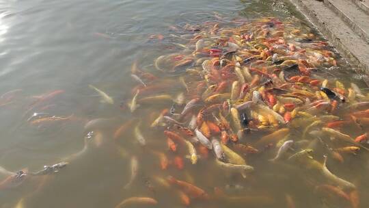 湖中的锦鲤在积极地干饭中