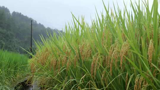 成熟的稻穗水稻特写雨露水珠田野