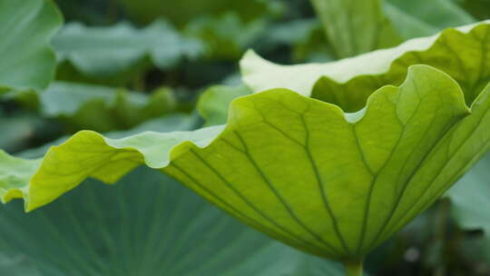 夏天池塘湿地荷花荷叶莲蓬