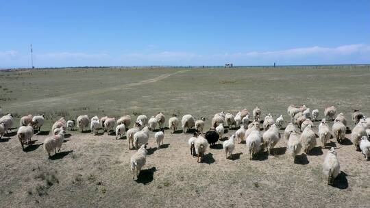 青海草原上奔跑的羊群视频素材模板下载