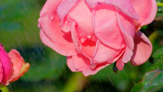 雨中的玫瑰花 月季花 鲜花 花朵