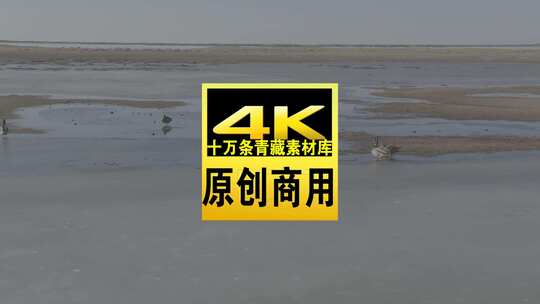 青海青海湖湖面飞鸟航拍视频高清在线视频素材下载