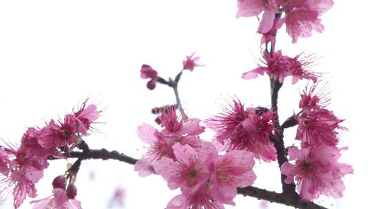 实拍樱花素材