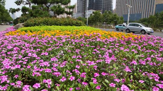 济南主干道经十路沿岸绿化建筑、车流