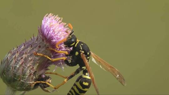 纸黄蜂在蓟花蕾上收集花蜜