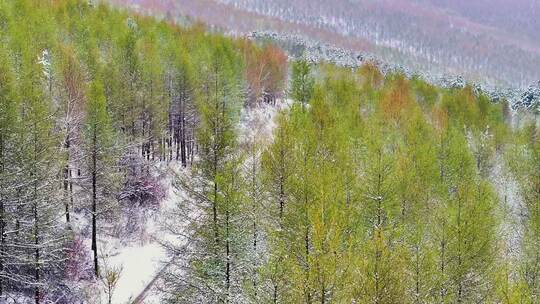 4k航拍车辆行驶在雪后的山林中