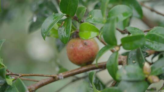 山茶树山茶果视频宣传片素材