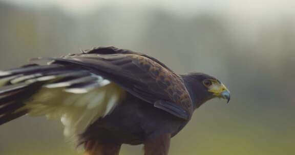 Hawk，哈里斯，猛禽，纪录片