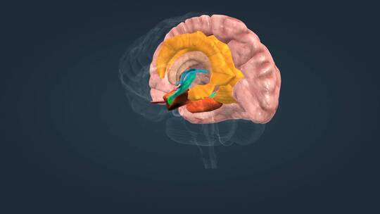 大脑边缘系统杏仁核下丘脑海马体扣带回大脑皮层海马旁回视频素材模板下载