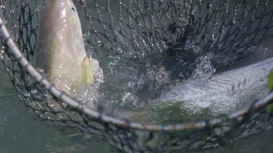 大黄鱼 海上捕捞大黄鱼  抄网捕捞大黄鱼视频素材模板下载