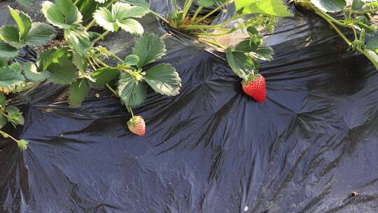 草莓大棚  草莓采摘园视频素材模板下载