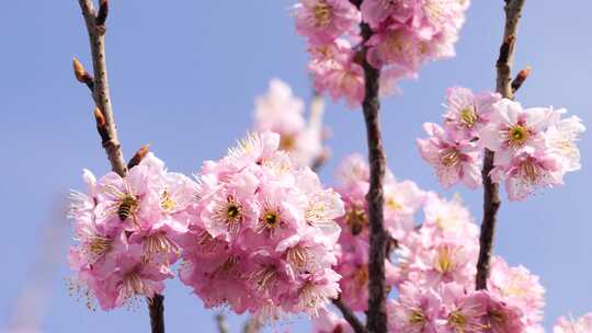 春天盛开的樱花和飞舞授粉采蜜的蜜蜂