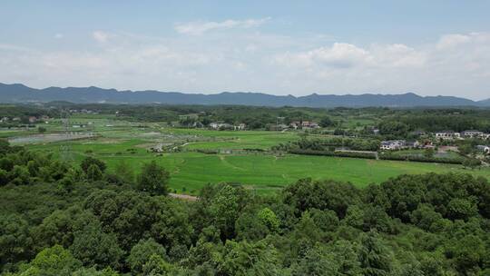 航拍农业农田种植稻田风光