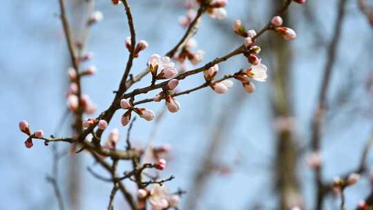 春天盛开的粉色桃花山桃花朵全景满画幅
