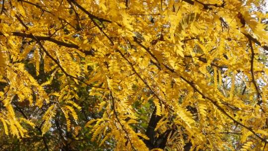 秋季美丽的槐树