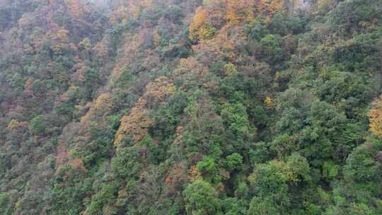 漫山红叶巴中光雾山附近