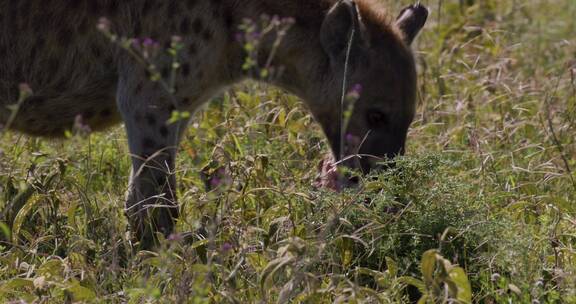 草原上的鬣狗