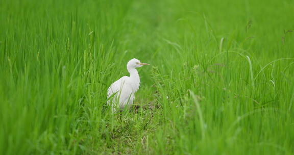 绿色稻田里清洁毛发的白鹭