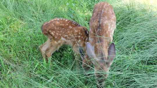 梅花鹿 散养梅花鹿天然生态