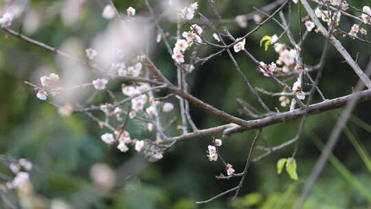 梅花