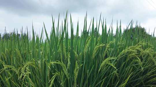 秋天丰收的稻谷稻穗实景素材