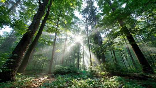 森林航拍大自然树林山脉生态绿洲环保氧吧