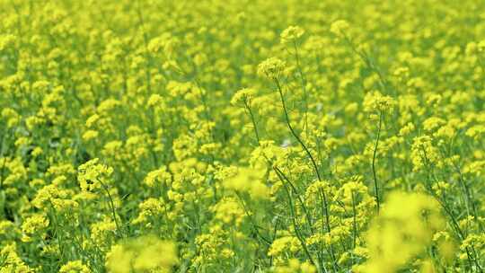 油菜花 春暖花开