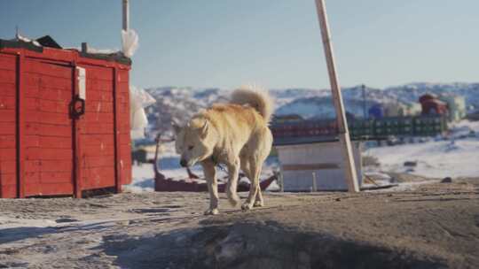 狗，雪橇狗，哈士奇，建筑物