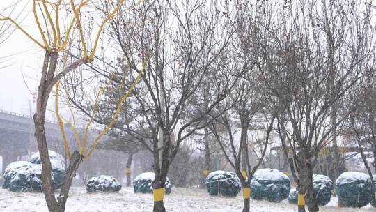 航拍雪景 唯美冬日空镜   冬季  雪花  小寒