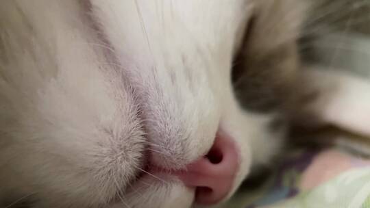 【镜头合集】猫咪鼻子爪子微距特写视频素材模板下载