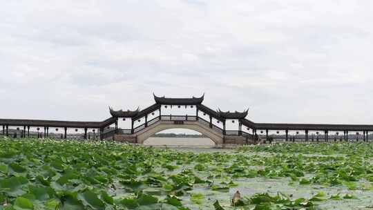 江苏昆山锦溪古镇荷叶随风摇曳空镜