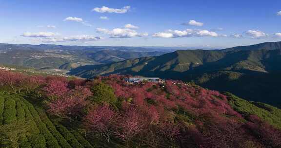 （延时）无量山樱花谷 春天最先到达的地方